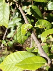 Dryocosmus juliae