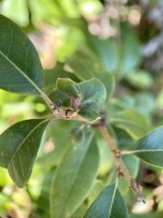 Dryocosmus juliae