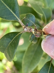 Dryocosmus juliae