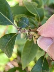 Dryocosmus juliae