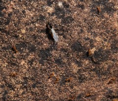 Solenopsis punctaticeps