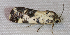 Tarache tenuicula