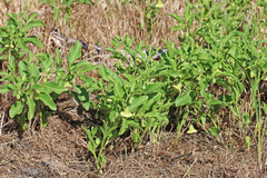 Physalis longifolia longifolia