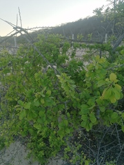 Salpianthus arenarius