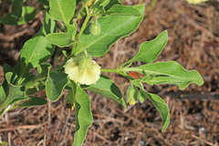 Physalis longifolia longifolia