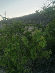 Salpianthus arenarius