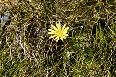 Brachyglottis lagopus