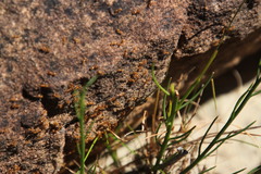 Solenopsis punctaticeps