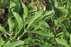 Physalis longifolia longifolia