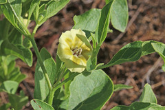 Physalis longifolia longifolia