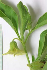 Physalis longifolia longifolia