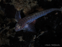 Tigrigobius macrodon