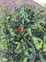 Calliandra californica