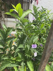 Brunfelsia grandiflora