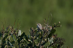 Thryomanes bewickii charienturus