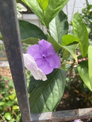 Brunfelsia grandiflora