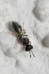 Spilomena