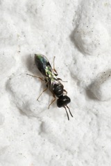 Spilomena