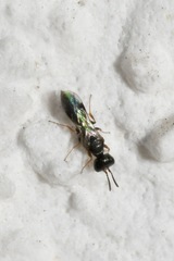 Spilomena