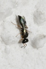Spilomena