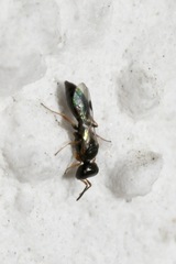 Spilomena