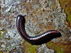 Spirobolellus antipodarus