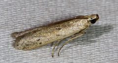 Ypsolopha ochrella