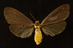 Pagara simplex