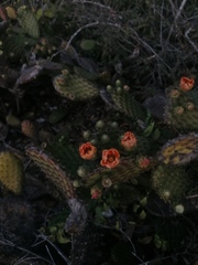 Opuntia decumbens