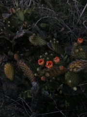 Opuntia decumbens
