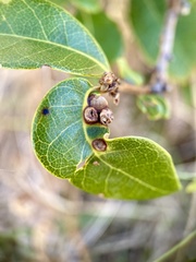 Dryocosmus juliae