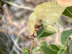 Dryocosmus juliae