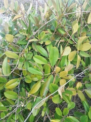 Chrysophyllum oliviforme