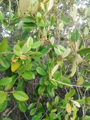 Chrysophyllum oliviforme