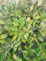 Chrysophyllum oliviforme