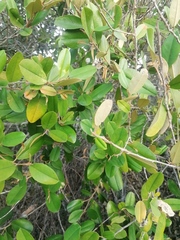 Chrysophyllum oliviforme