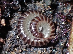 Eumastigonus
