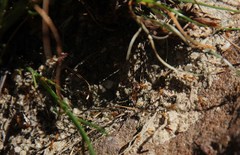 Solenopsis punctaticeps