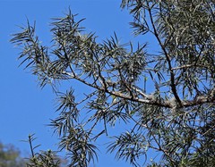 Podocarpus parlatorei