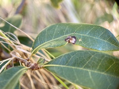 Dryocosmus juliae