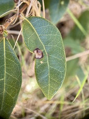 Dryocosmus juliae