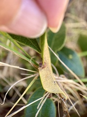 Dryocosmus juliae