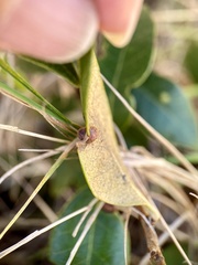 Dryocosmus juliae
