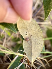 Dryocosmus juliae