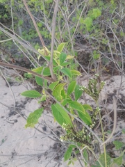 Tournefortia hartwegiana