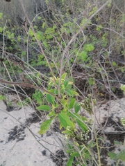 Tournefortia hartwegiana