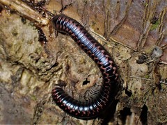 Spirobolellus antipodarus