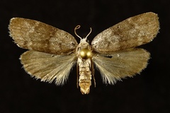 Polygrammate cadburyi