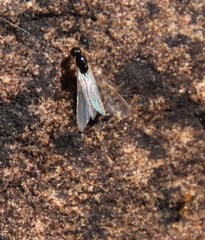 Solenopsis punctaticeps