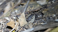 Adenomera hylaedactyla